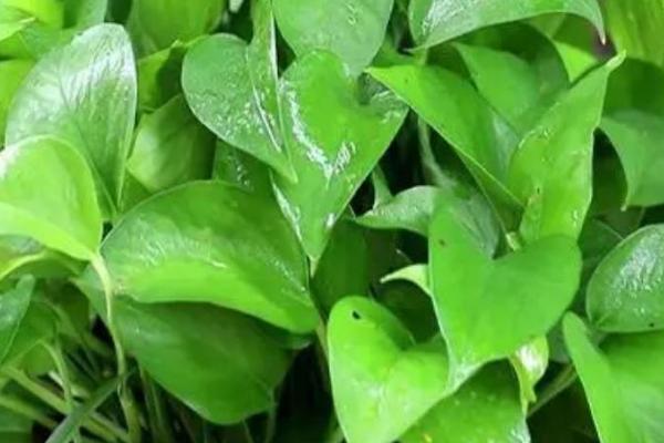 观叶植物冬天如何防寒防冻,需加强施肥管理