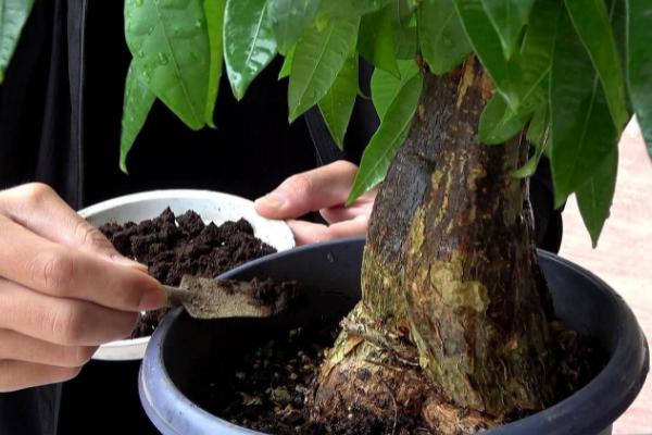 观叶植物冬天如何防寒防冻,需加强施肥管理