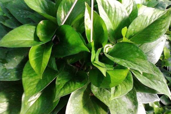 观叶植物冬天如何防寒防冻,需加强施肥管理