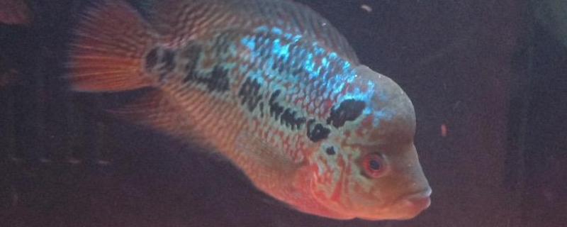 罗汉鱼肠炎的原因