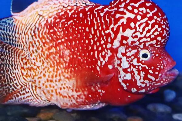 罗汉鱼肠炎的原因,可能是投喂的食物不干净