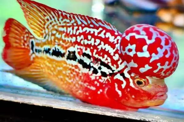 罗汉鱼肠炎的原因,可能是投喂的食物不干净