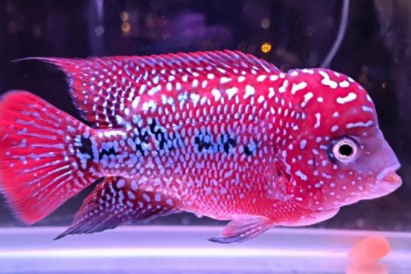 罗汉鱼肠炎的原因,可能是投喂的食物不干净