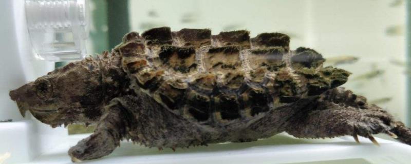 大鳄龟用什么缸养合适