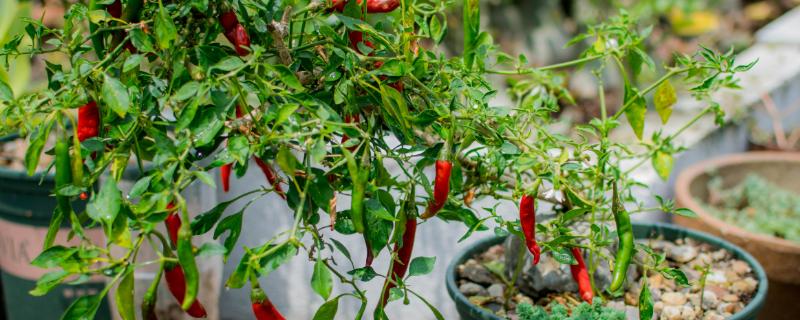 盆栽辣椒为什么只开花不结果