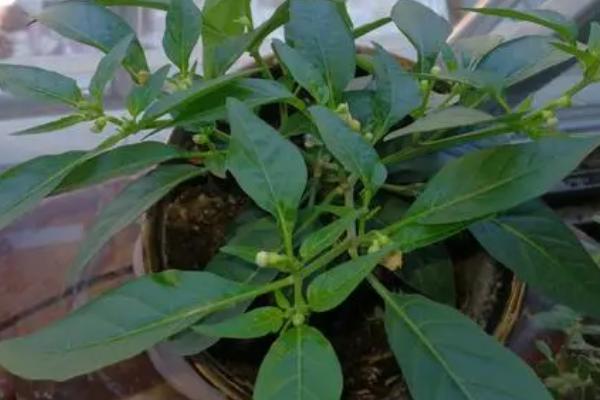 盆栽辣椒为什么只开花不结果,土壤板结和施肥不当都会导致