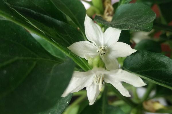 盆栽辣椒为什么只开花不结果,土壤板结和施肥不当都会导致