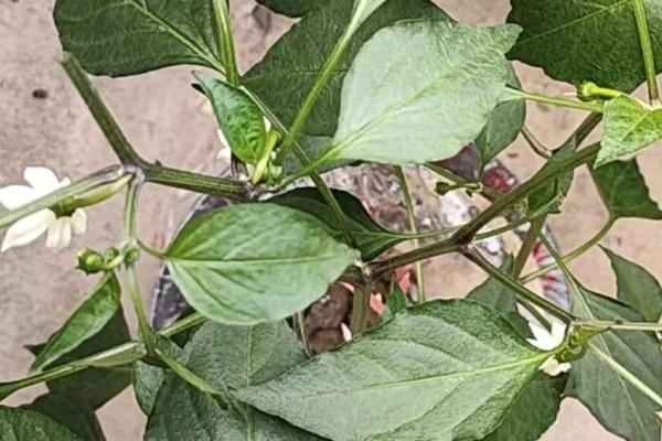 盆栽辣椒为什么只开花不结果,土壤板结和施肥不当都会导致