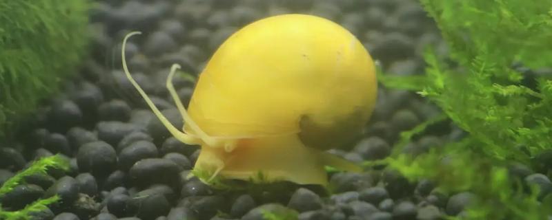 黄金螺能和鱼一起养吗