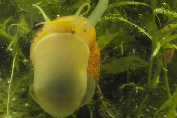 黄金螺能和鱼一起养吗,二者一般不能混养