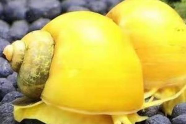 黄金螺能和鱼一起养吗,二者一般不能混养