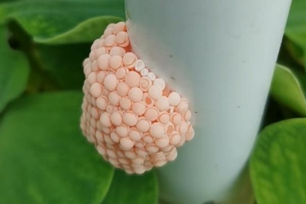 黄金螺能和鱼一起养吗,二者一般不能混养