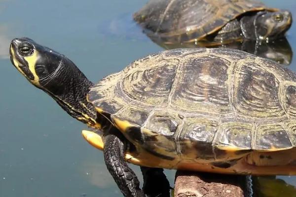 乌龟不喝水会死吗,只要环境湿润就不会死