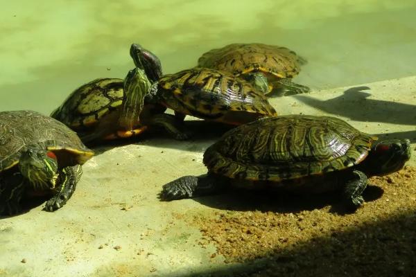 乌龟不喝水会死吗,只要环境湿润就不会死