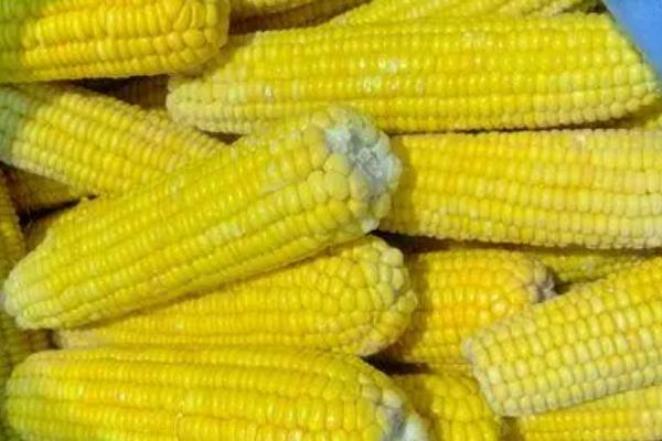 甜玉米能保存多久,常温环境下可存放1-2天