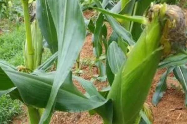 甜玉米能保存多久,常温环境下可存放1-2天