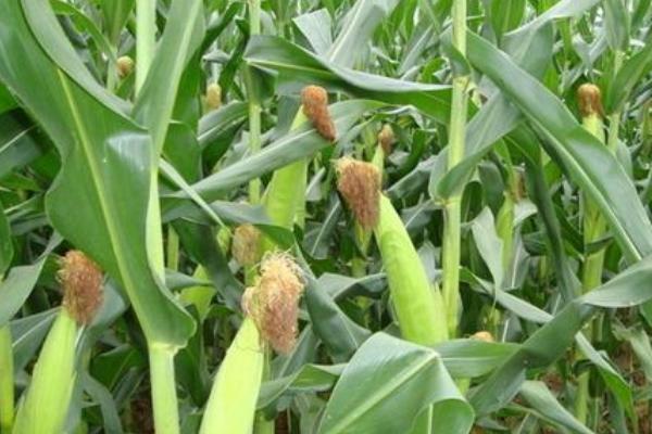 甜玉米能保存多久,常温环境下可存放1-2天