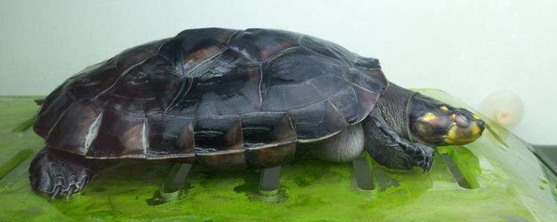 黄头侧颈龟吃什么蔬菜水果