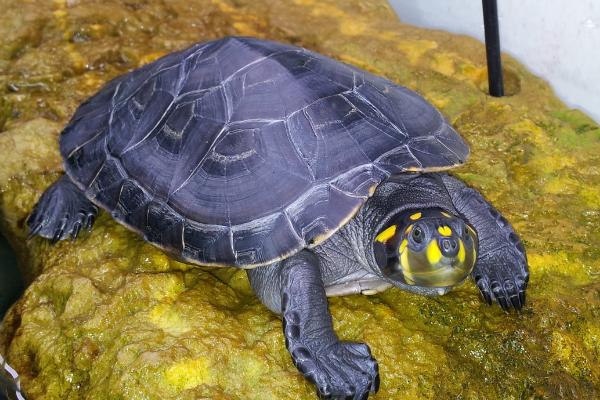 黄头侧颈龟吃什么蔬菜水果,根据其喜好来投喂