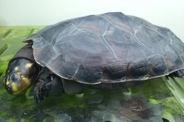 黄头侧颈龟吃什么蔬菜水果,根据其喜好来投喂