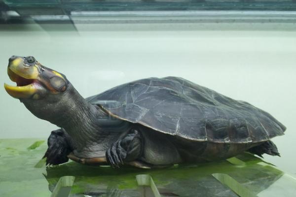 黄头侧颈龟吃什么蔬菜水果,根据其喜好来投喂