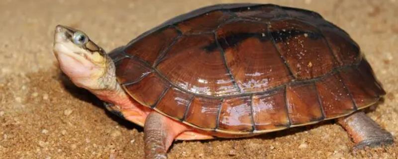 金钱龟是国家几级保护动物