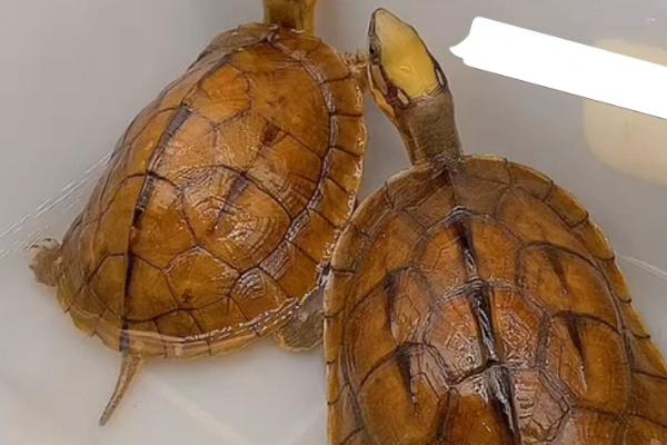 金钱龟是国家几级保护动物，属于国家二级保护动物