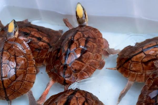 金钱龟是国家几级保护动物，属于国家二级保护动物