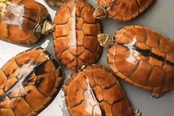 金钱龟是国家几级保护动物，属于国家二级保护动物