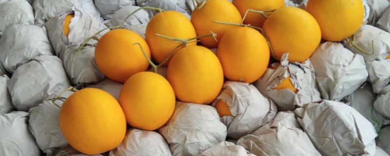 黄河蜜能放几天