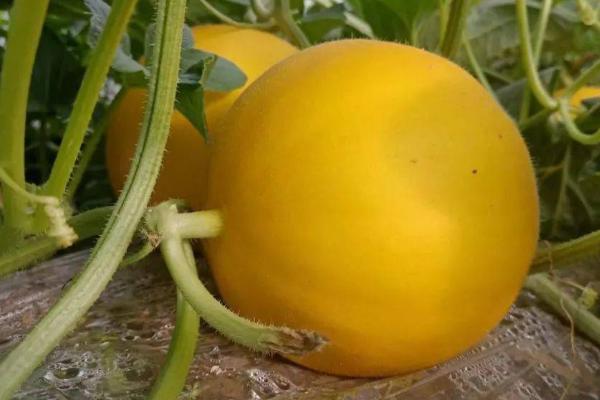 黄河蜜能放几天,没有切开可以保存4-7天左右