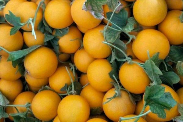 黄河蜜能放几天,没有切开可以保存4-7天左右