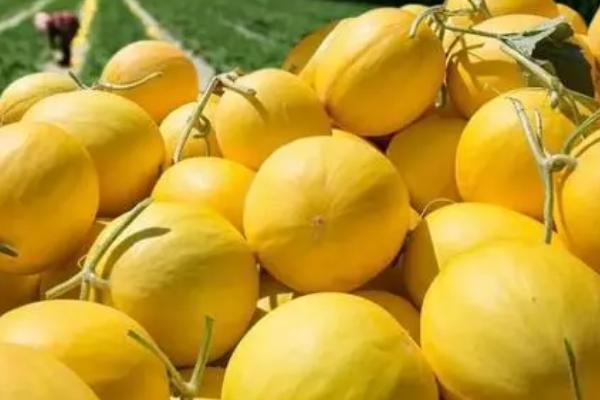 黄河蜜能放几天,没有切开可以保存4-7天左右