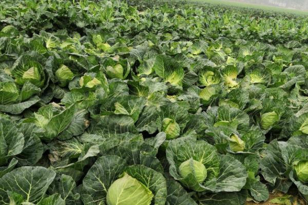 甘蓝夜蛾属于哪种害虫,属于鳞翅目杂食性害虫