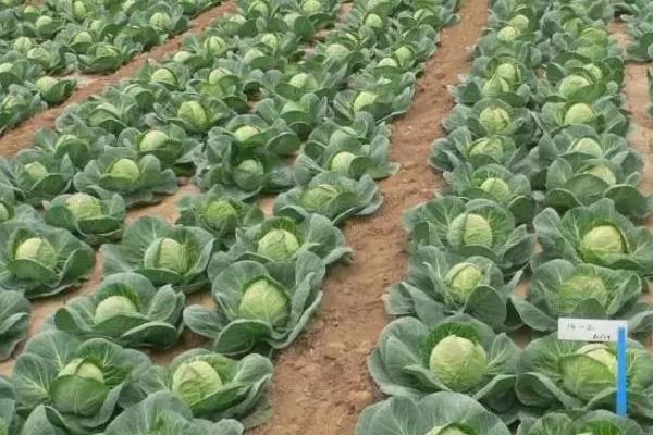 甘蓝夜蛾属于哪种害虫,属于鳞翅目杂食性害虫