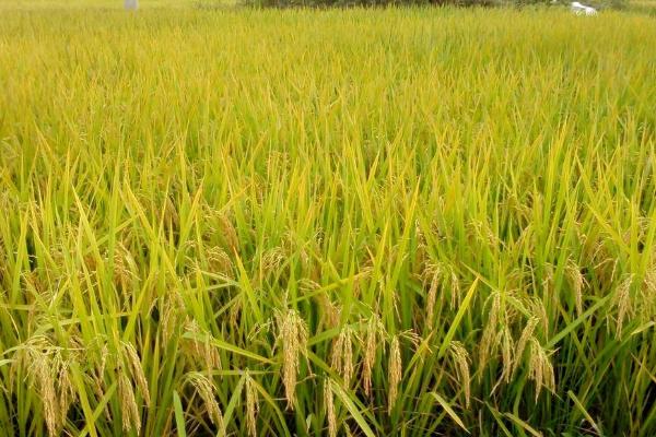 泰丰优1132水稻种子特征特性,中抗稻瘟病