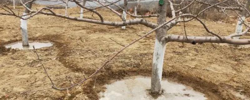 果树施用沼肥的注意事项