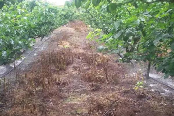 果树施用沼肥的注意事项,掌握这七忌