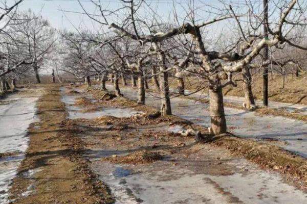 果树施用沼肥的注意事项,掌握这七忌