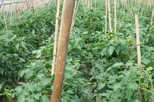 果树施用沼肥的注意事项,掌握这七忌