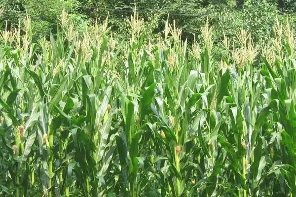 晋糯5号玉米品种的特性，该品种株型平展