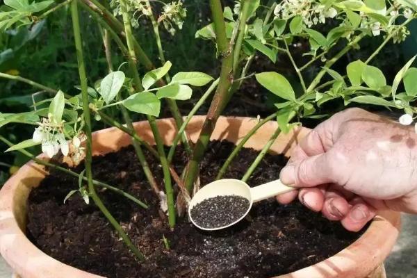 菜饼肥是什么肥料，属于有机肥料、经高温发酵而成