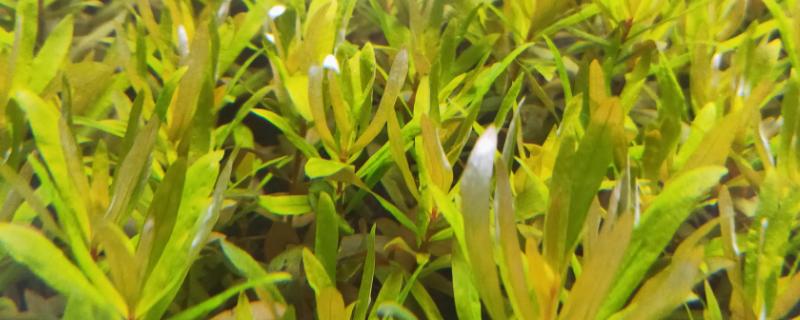 黄金柳水草好不好养