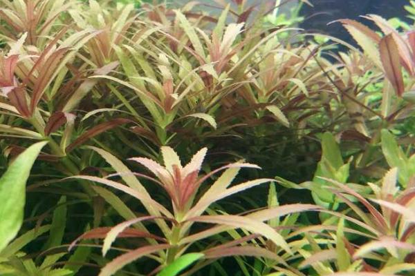 黄金柳水草好不好养,具有较大的养殖难度