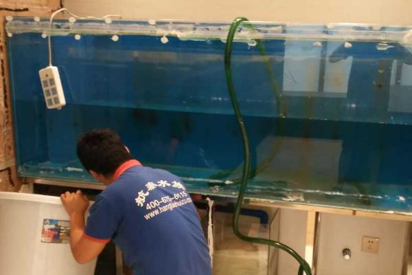 黄金柳水草好不好养,具有较大的养殖难度