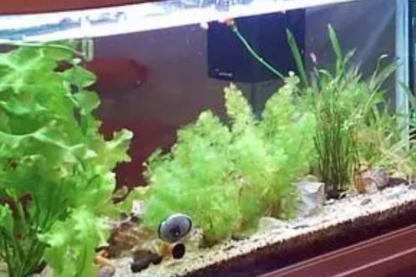 黄金柳水草好不好养,具有较大的养殖难度