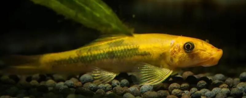 金苔鼠能长多大