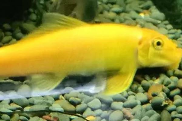 金苔鼠能长多大,少数个体可长到15厘米