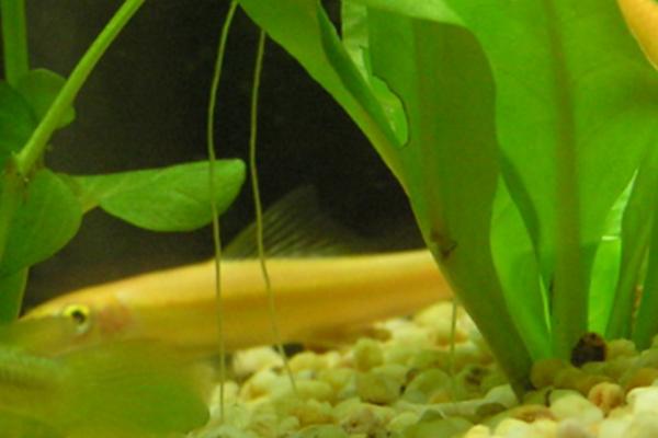 金苔鼠能长多大,少数个体可长到15厘米