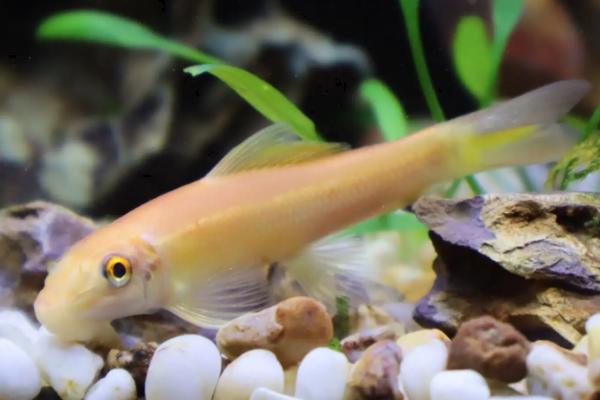 金苔鼠能长多大,少数个体可长到15厘米